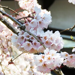 Cherry Blossoms, White Cherry Blossoms, Sakura, Whtie Blossoms, Japan Photography, Flowers