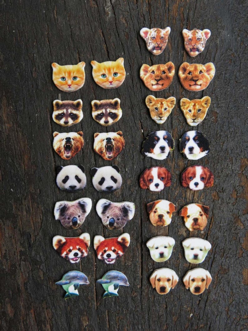 Australian wildlife koala bear stud post earrings, brown and white fuzzy fur with blue noses on wood.