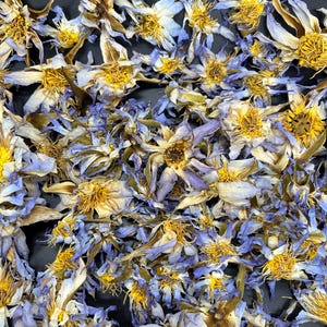 Authentic Egyptian Blue Lotus | Nymphaea caerulea