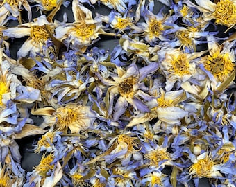 Authentic Egyptian Blue Lotus | Nymphaea caerulea