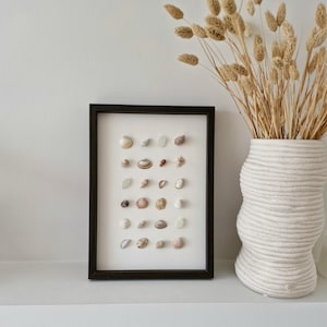 Könnte beinhalten: Ein gerahmtes Arrangement von Muscheln in einem dunklen Holzrahmen. Die Muscheln sind auf weißem Hintergrund angeordnet. Eine weiße Vase mit strukturiertem Design enthält getrocknete Weizenähren. Die Anordnung befindet sich auf einem weißen Regal.