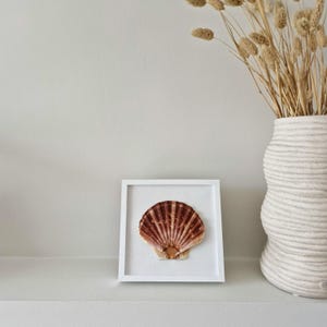 Può includere: Una conchiglia incorniciata in una cornice bianca. Il guscio è marrone e beige con linee radiali. A destra c'è un vaso bianco con fiori secchi.