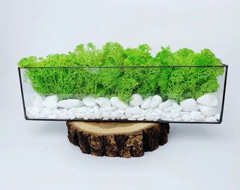 Mosarium Home decor | Moss Terrarium | Miniature Terrarium Kit | Preserved moss | Desktop plant Moss centrepiece | Desk plant | Houseplant