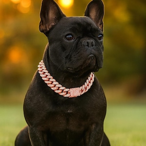 Op de afbeelding: Een zwarte Franse Bulldog met een roségouden kettinghalsband en bijpassende sluiting. De hond zit op groen gras met een wazige achtergrond van gouden licht.
