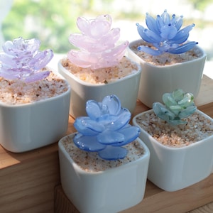 May include: Five glass succulent plants in white square pots. The succulents are various colors, including purple, pink, blue, and green. The pots are filled with small, light-colored pebbles, and sit on a wooden surface.