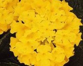 Lantana Lucky Yellow
