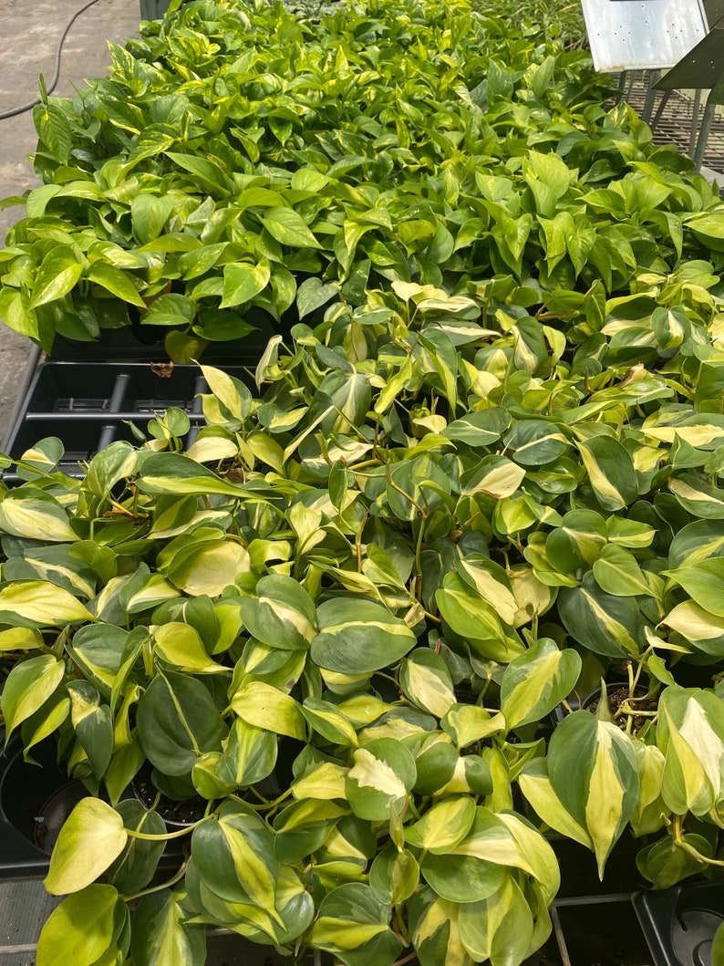 Philodendron scandens Brasil image 1