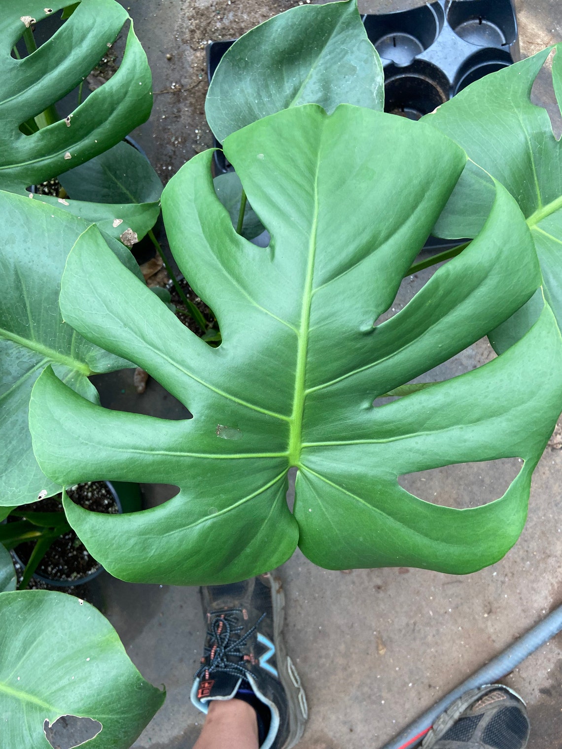 Monstera delicioso Swiss Cheese Plant add a heat pack to Etsy