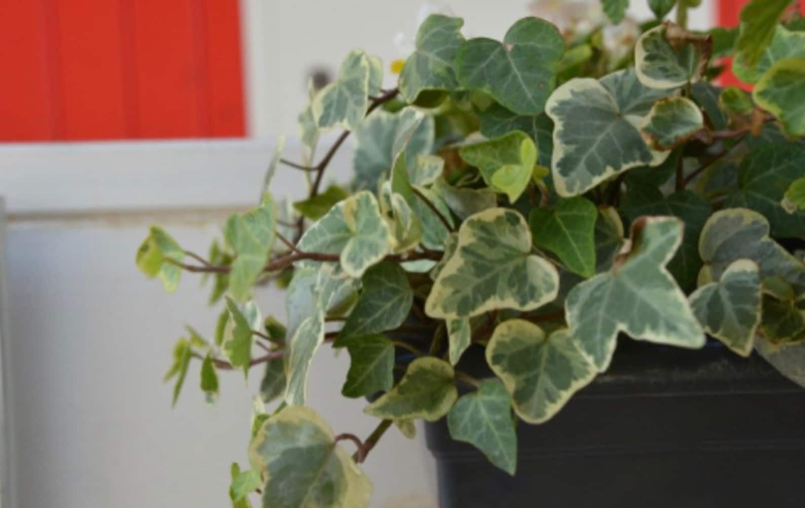 Glacier Needlepoint Ivy variegated English Ivy Etsy