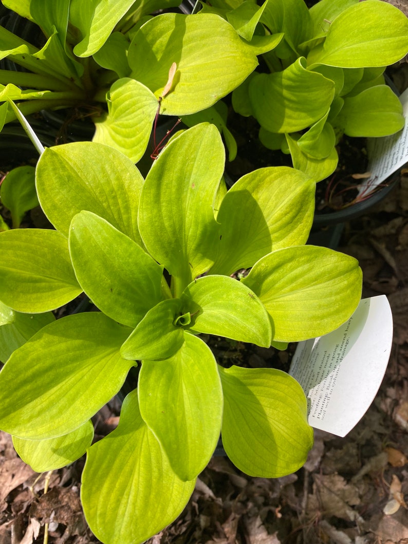New Sun Mouse Hosta | Etsy