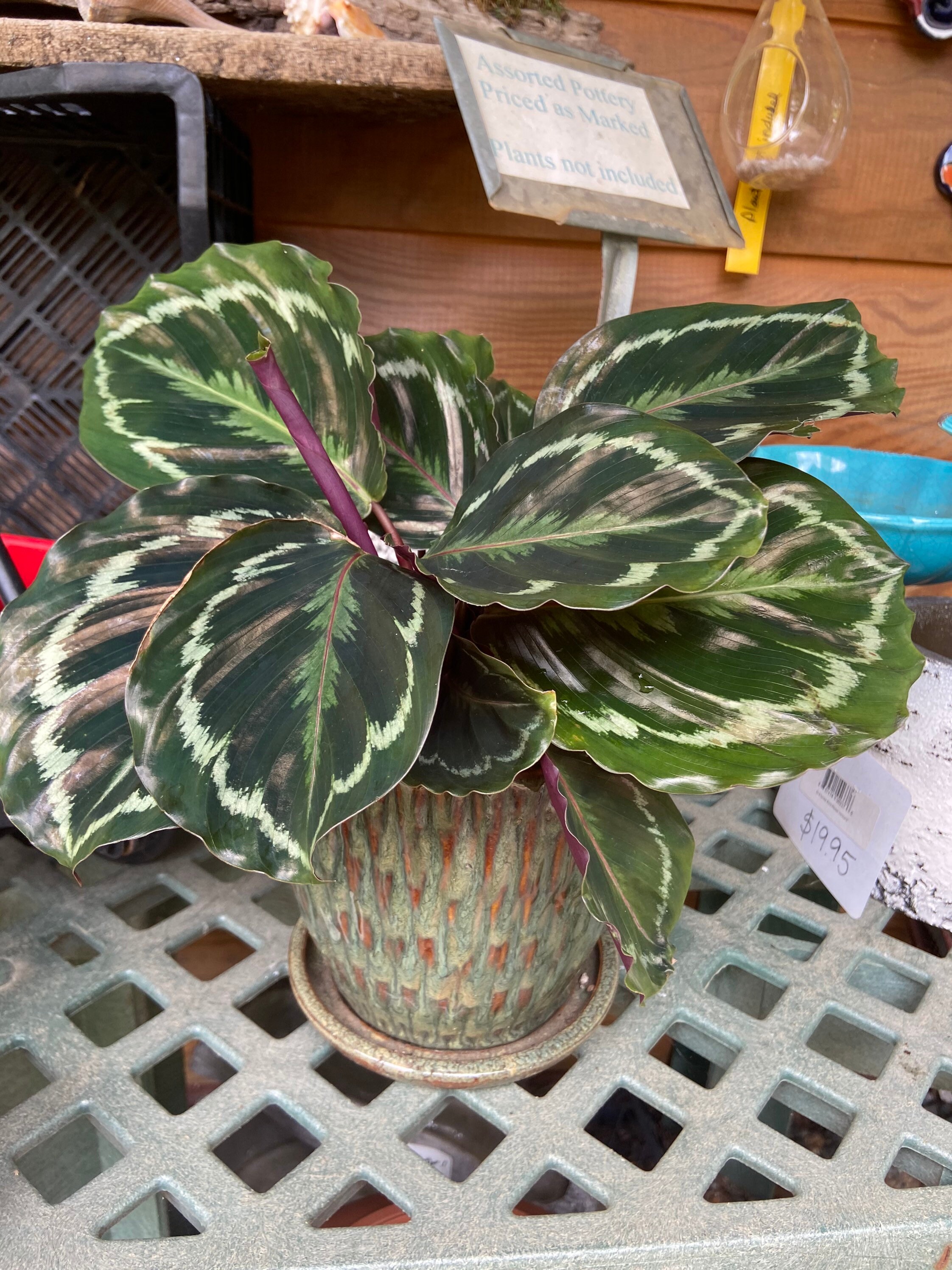 Medallion calathea Personalized Calathea