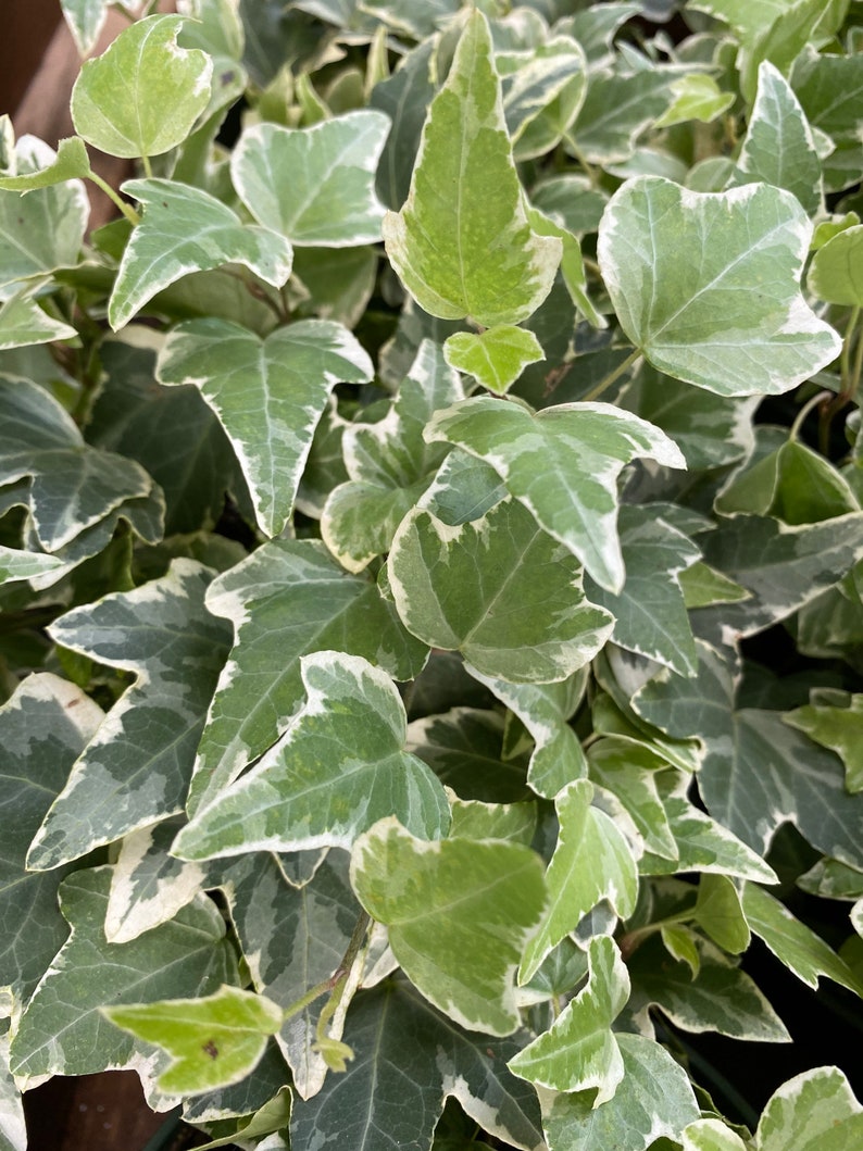 Glacier Needlepoint Ivy variegated English Ivy | Etsy