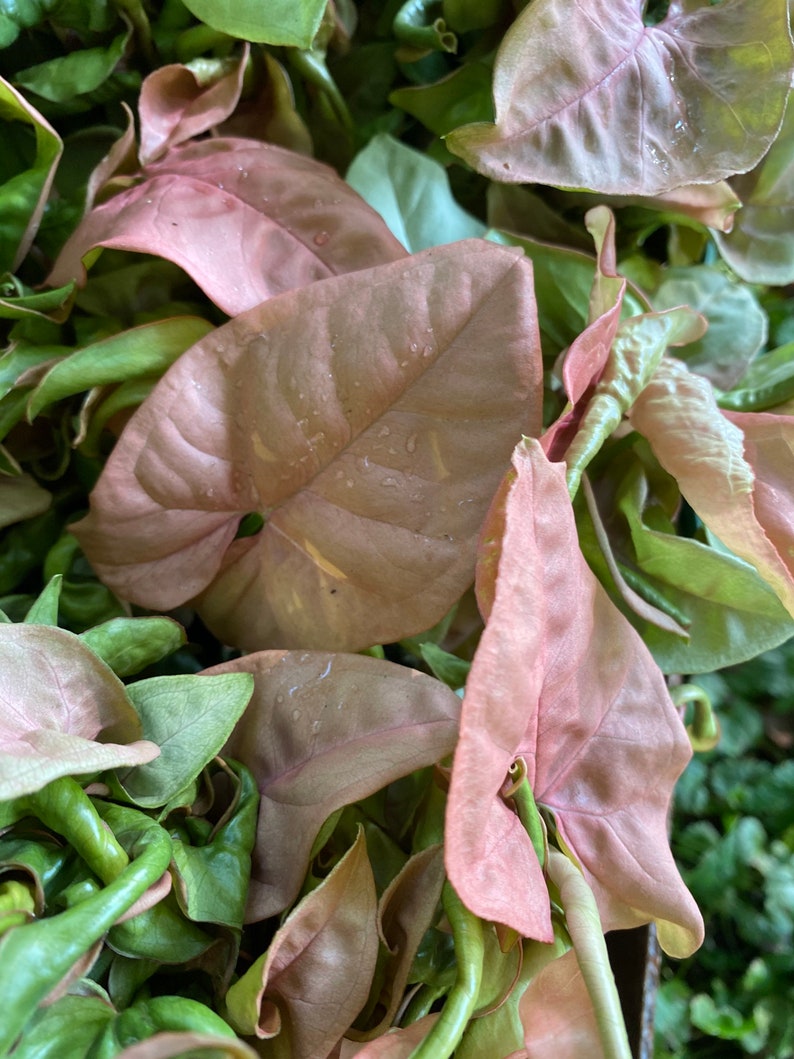 Pink Nephthytis Arrowhead Plant Etsy