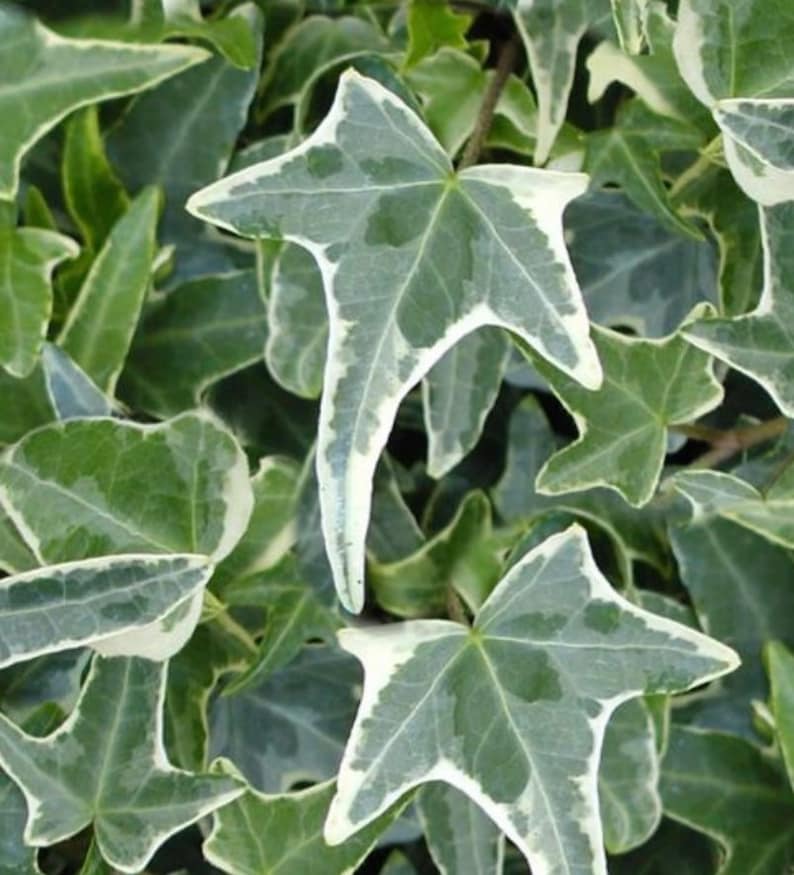 Glacier Needlepoint Ivy variegated English Ivy | Etsy