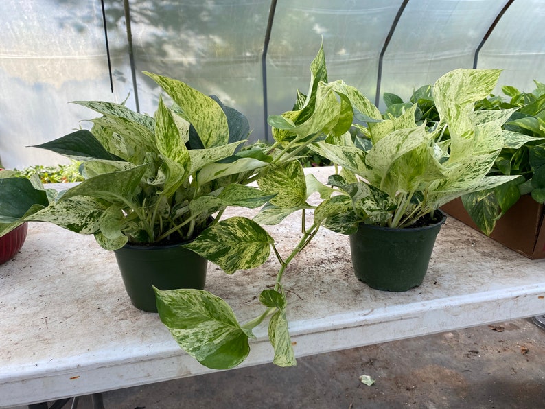 Marble Queen Pothos House Plant Etsy
