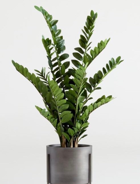 ZZ Plant *** add a heat pack to your order*****