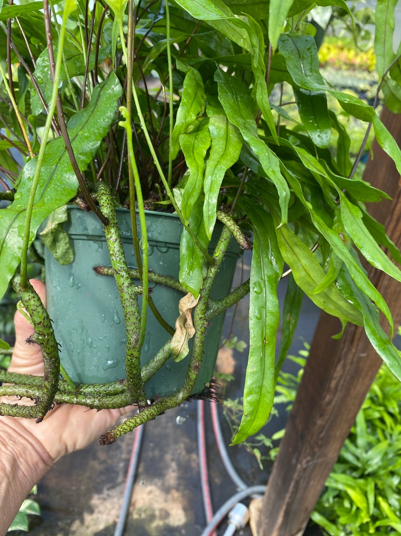 Kangaroo Paw Fern Etsy