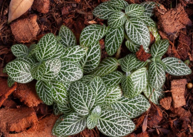 White Fittonia Nerve Plant Etsy