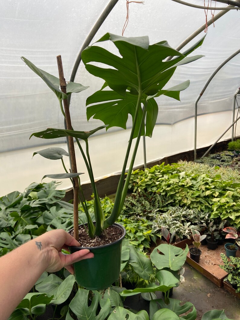 Monstera delicioso Swiss Cheese Plant add a heat pack to Etsy