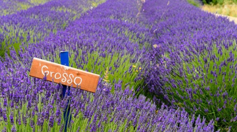 Lavender ‘Grosso’’