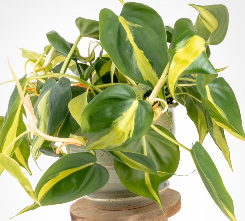 Philodendron scandens Brasil image 0