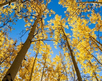 Tryck av gyllene aspträd: Höstlandskapsfotografering i Colorado