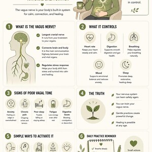 May include: An educational infographic titled What Is The Vagus Nerve? featuring six numbered sections. It uses illustrations and text to explain the nerve's function, control over body systems, signs of poor tone, and simple daily activation practices.