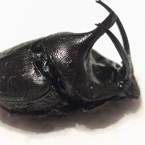 Peut inclure: Gros plan d'un scarabée noir avec une carapace texturée et des cornes proéminentes. L'insecte est posé sur un fond blanc, mettant en valeur sa surface sombre et brillante et ses détails complexes.