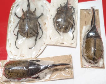 Megasoma-Taifun? 90+ und 92++ Dynastes Hercules ocidentalis und SSP 136 mm