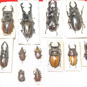 May include: A selection of preserved beetles, presented in clear plastic packaging. The insects vary in size and colour, with shades of brown, black, and tan. Some have large mandibles. The specimens are arranged on a white surface.