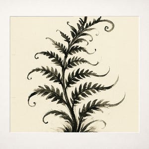 Fantastyczna paproć – botaniczny wydruk tuszem Sumi-e (pobranie cyfrowe)