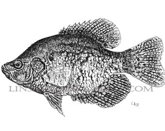 Downloadable Black Crappie Fish print,Pen and Ink Drawing of a Black Crappie,black and white fish art,fish art,fish prints,Black Crappie Art