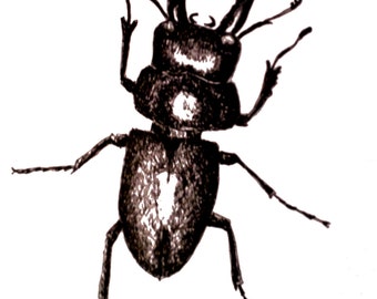 beetle drawing etsy