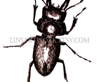 Downloadable Stag Beetle Print, Stag beetle print,Pen and Ink Drawing of a beetle, beetle artwork,pen and ink art, insect prints