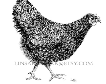 Barnvelder Hen, chicken art, chicken print, farm birds. black and white hen art, pen and ink chicken art,Barnvelder chicken prints