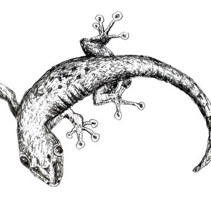 Original Gecko art, gecko prints,Original Drawing of a Playful lizard,gecko,anole in black pen and ink. salamander, reptile art image 2