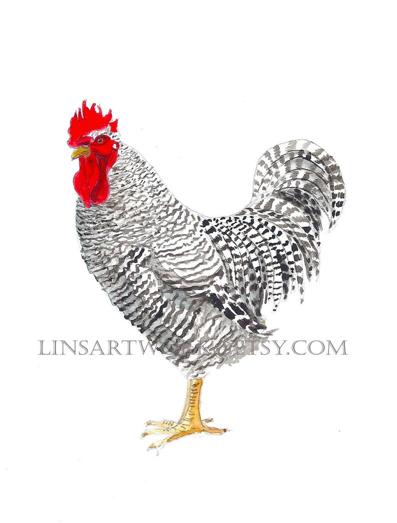 Downloadable Plymouth Barred Rock Rooster PrintChicken image 1