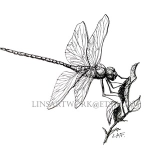 Downloadable Dragonfly Print, Dragonfly print, Pen and Ink Drawing of a dragonfly, bug artwork, pen and ink art, insect prints