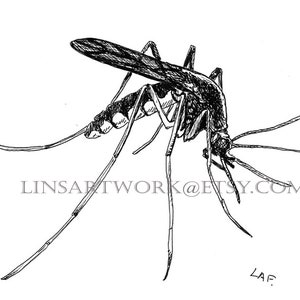 Mosquito Bug Original drawings, Insect art, Bug art,Original Drawing,Mosquito in black pen and ink- insect drawings, gifts for bug lovers