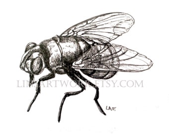 Downloadable Green Bottle fly Print,Green Bottle fly print,Pen and Ink Drawing of Green Bottle fly,bug artwork,pen and ink art,insect prints