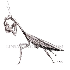 Downloadable Praying Mantis Print, Praying Mantis print,Pen and Ink Drawing of a praying mantis, bug artwork,pen and ink art, insect prints