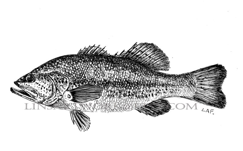 Downloadable large mouth bass print,Pen and Ink Drawing of a large mouth Bass,black and white fish art,fish art, fish prints image 1