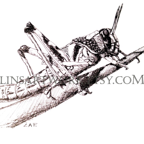 Downloadable Locust Print, Locust print, Grasshopper print Pen and Ink Drawing of a Locust, bug artwork, pen and ink art, insect prints