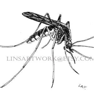 Downloadable Mosquito print,Pen Drawing of a Mosquito,black and white bug art, mosquito art,prints, Mosquito Art. Insect art, for bug lovers