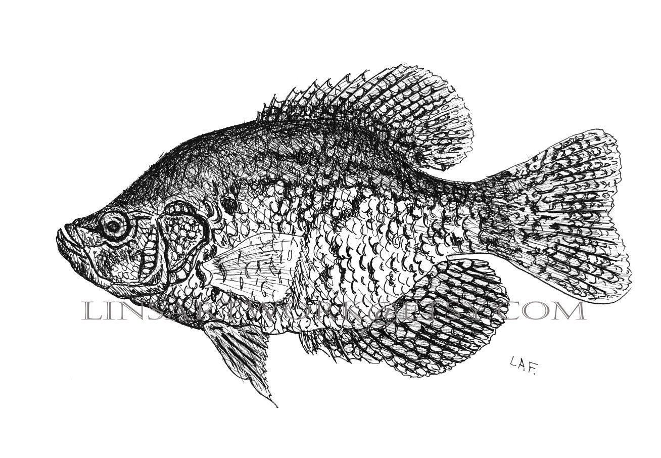 Downloadable Black Crappie Fish Print,pen and Ink Drawing of a