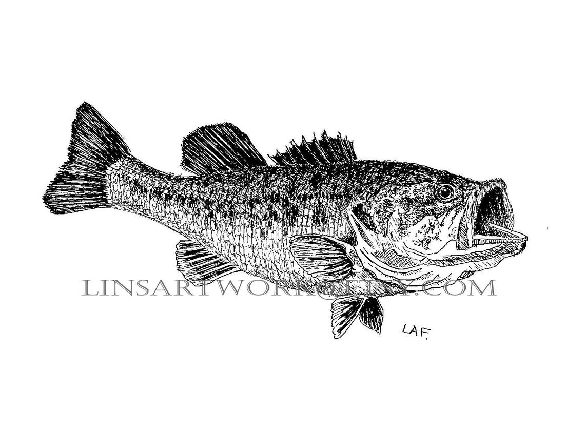 Downloadable Large Mouth Bass Print,pen and Ink Drawing of a Large ...