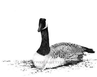 Impresión en pluma y tinta de un ganso canadiense (descarga digital)