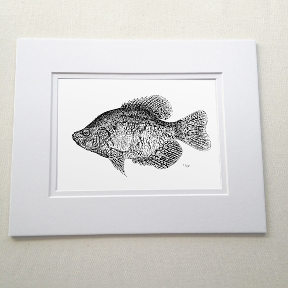 Original Black Crappie Print of Drawing,fish Art,fish Drawings,tropical  Fish Art,black and White Art,pen and Ink Drawing.art for Fish Lovers 
