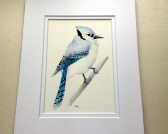 Bluejay Art, Wild bird art,bird prints,Original watercolor painting. 5" x 7", Bluejay,Birds. bird art.for bird lovers