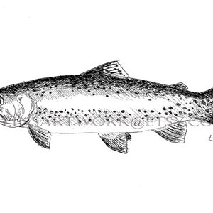 Downloadable Trout fish Print, trout print,Pen and Ink Drawing of a trout,black and white fish art,fish art, fish prints